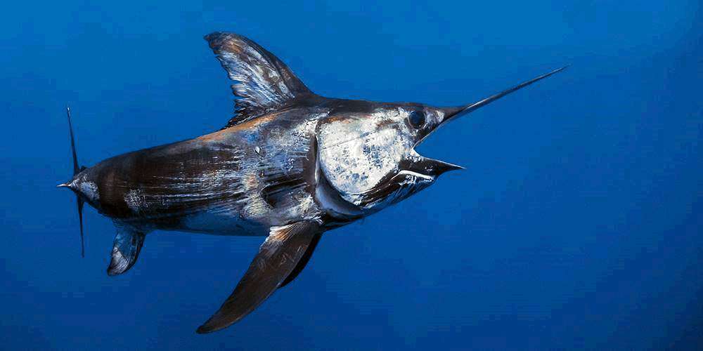 Swordfish spotted at Scottish wind farm 4C Offshore News