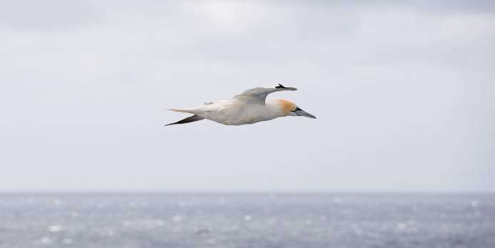 4C Offshore | Ørsted invests in birdlife monitoring technology